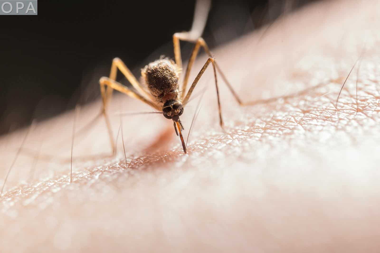 ¿Pueden los mosquitos transmitir enfermedades con varias picaduras?