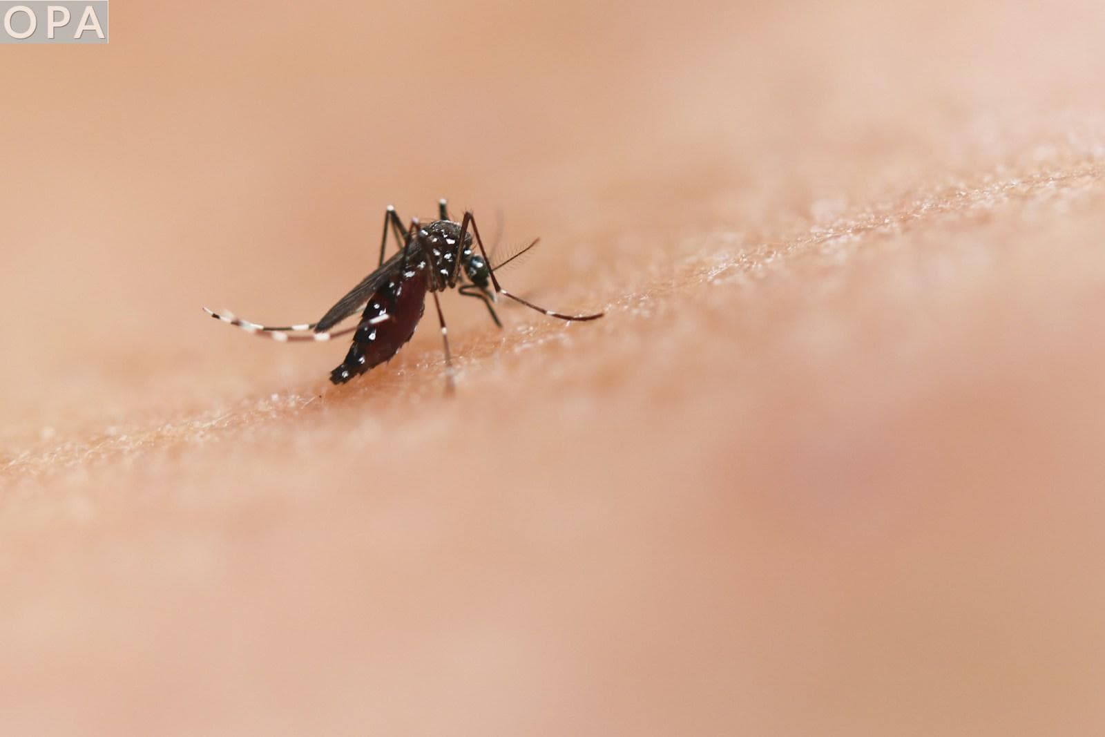 ¿Cuántas veces puede picar un mosquito en una sola sesión?